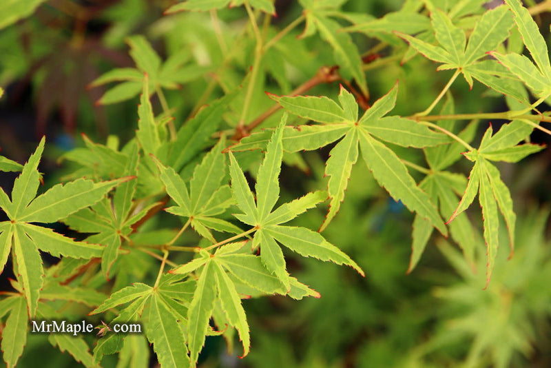 - Acer palmatum 'Relish' Japanese Maple - Mr Maple │ Buy Japanese Maple Trees