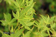 - Acer palmatum 'Relish' Japanese Maple - Mr Maple │ Buy Japanese Maple Trees