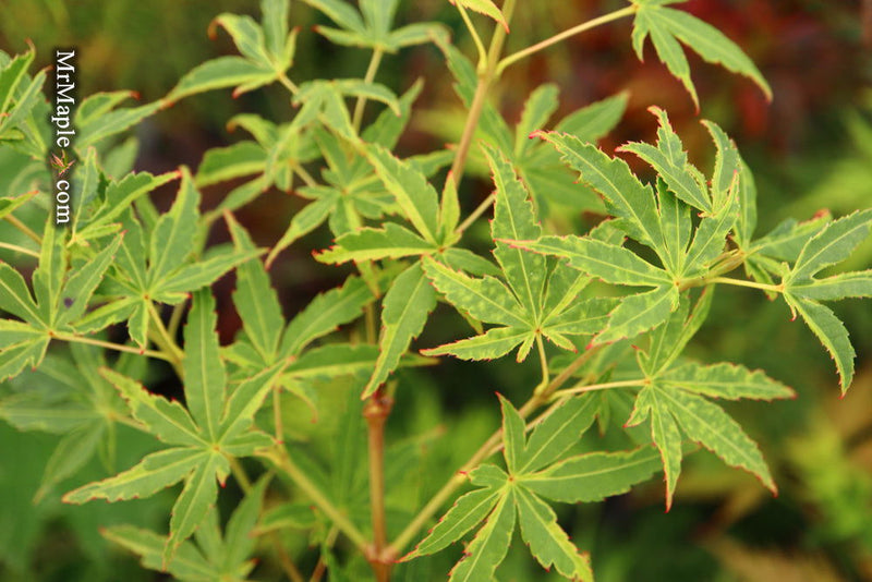 - Acer palmatum 'Relish' Japanese Maple - Mr Maple │ Buy Japanese Maple Trees