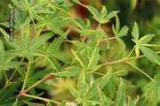- Acer palmatum 'Relish' Japanese Maple - Mr Maple │ Buy Japanese Maple Trees
