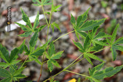 - Acer palmatum 'Relish' Japanese Maple - Mr Maple │ Buy Japanese Maple Trees