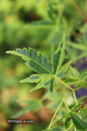 - Acer palmatum 'Relish' Japanese Maple - Mr Maple │ Buy Japanese Maple Trees