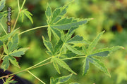 - Acer palmatum 'Relish' Japanese Maple - Mr Maple │ Buy Japanese Maple Trees