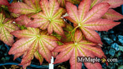 - Acer palmatum 'Reticulatum Como' Japanese Maple - Mr Maple │ Buy Japanese Maple Trees
