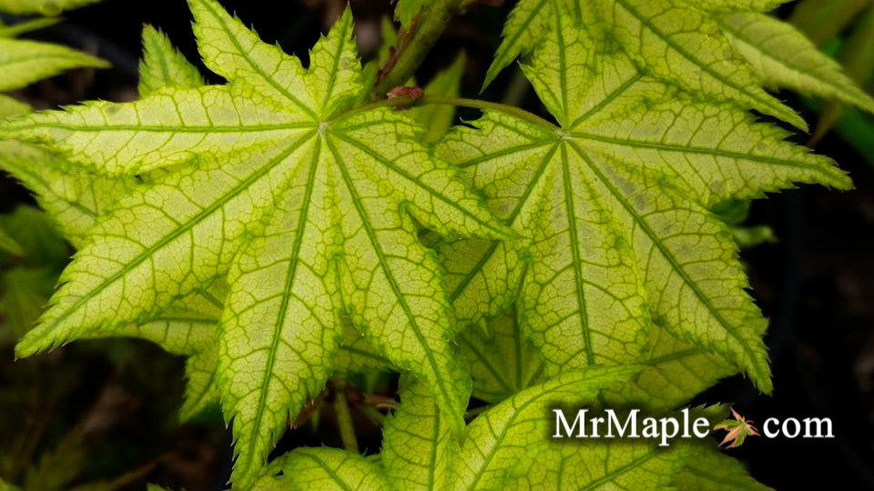 Buy Acer palmatum 'Shigitatsu sawa' Japanese Maple — Mr Maple