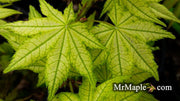 - Acer palmatum 'Reticulatum' Japanese Maple - Mr Maple │ Buy Japanese Maple Trees