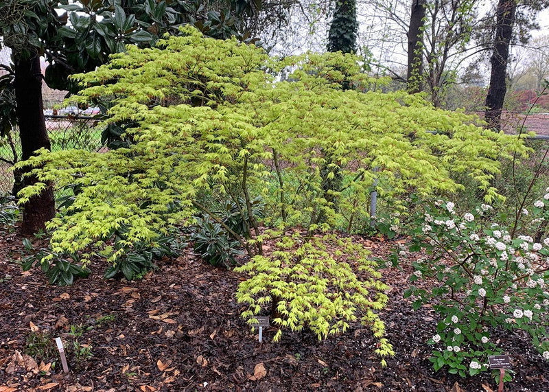 - Acer palmatum 'Reticulatum' Japanese Maple - Mr Maple │ Buy Japanese Maple Trees