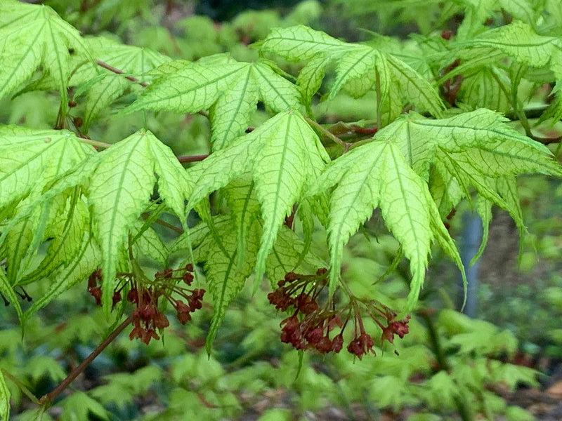- Acer palmatum 'Reticulatum' Japanese Maple - Mr Maple │ Buy Japanese Maple Trees