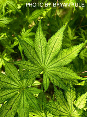 - Acer palmatum 'Reticulatum' Japanese Maple - Mr Maple │ Buy Japanese Maple Trees