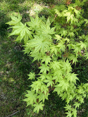- Acer palmatum 'Reticulatum' Japanese Maple - Mr Maple │ Buy Japanese Maple Trees