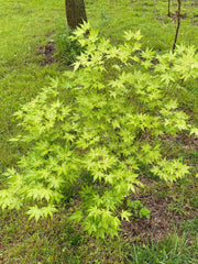 - Acer palmatum 'Reticulatum' Japanese Maple - Mr Maple │ Buy Japanese Maple Trees