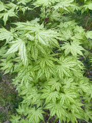 - Acer palmatum 'Reticulatum' Japanese Maple - Mr Maple │ Buy Japanese Maple Trees
