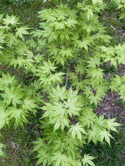 - Acer palmatum 'Reticulatum' Japanese Maple - Mr Maple │ Buy Japanese Maple Trees