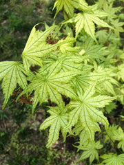 - Acer palmatum 'Reticulatum' Japanese Maple - Mr Maple │ Buy Japanese Maple Trees