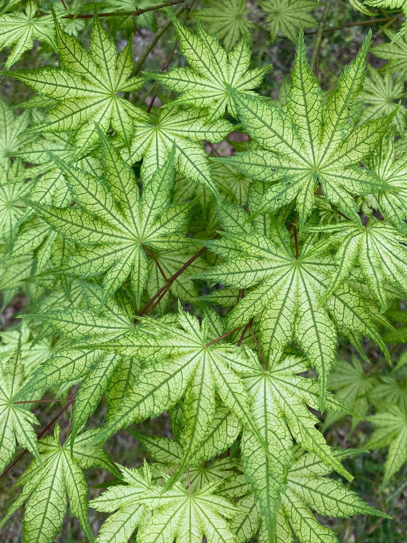 - Acer palmatum 'Reticulatum' Japanese Maple - Mr Maple │ Buy Japanese Maple Trees