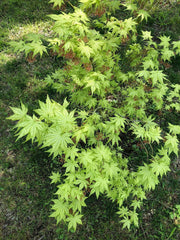 - Acer palmatum 'Reticulatum' Japanese Maple - Mr Maple │ Buy Japanese Maple Trees