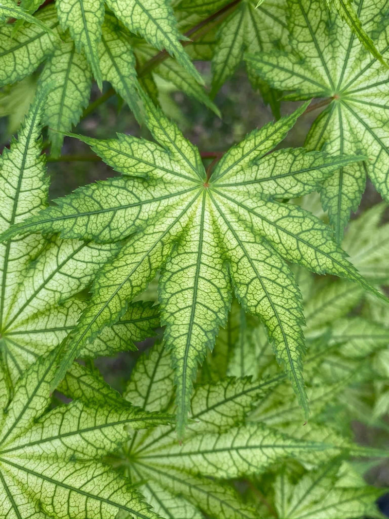 - Acer palmatum 'Reticulatum' Japanese Maple - Mr Maple │ Buy Japanese Maple Trees