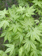 - Acer palmatum 'Reticulatum' Japanese Maple - Mr Maple │ Buy Japanese Maple Trees