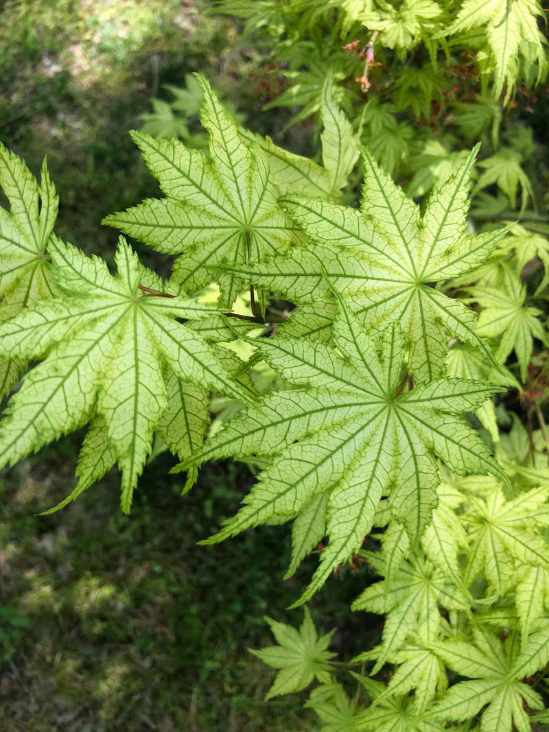 - Acer palmatum 'Reticulatum' Japanese Maple - Mr Maple │ Buy Japanese Maple Trees