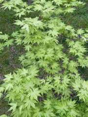 - Acer palmatum 'Reticulatum' Japanese Maple - Mr Maple │ Buy Japanese Maple Trees