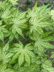 - Acer palmatum 'Reticulatum' Japanese Maple - Mr Maple │ Buy Japanese Maple Trees