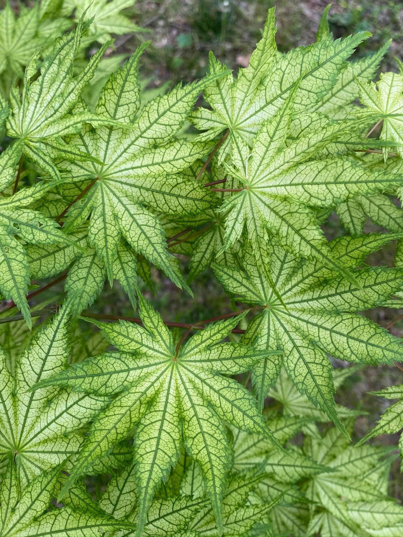 - Acer palmatum 'Reticulatum' Japanese Maple - Mr Maple │ Buy Japanese Maple Trees