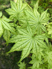 - Acer palmatum 'Reticulatum' Japanese Maple - Mr Maple │ Buy Japanese Maple Trees