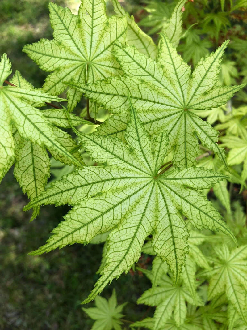 - Acer palmatum 'Reticulatum' Japanese Maple - Mr Maple │ Buy Japanese Maple Trees