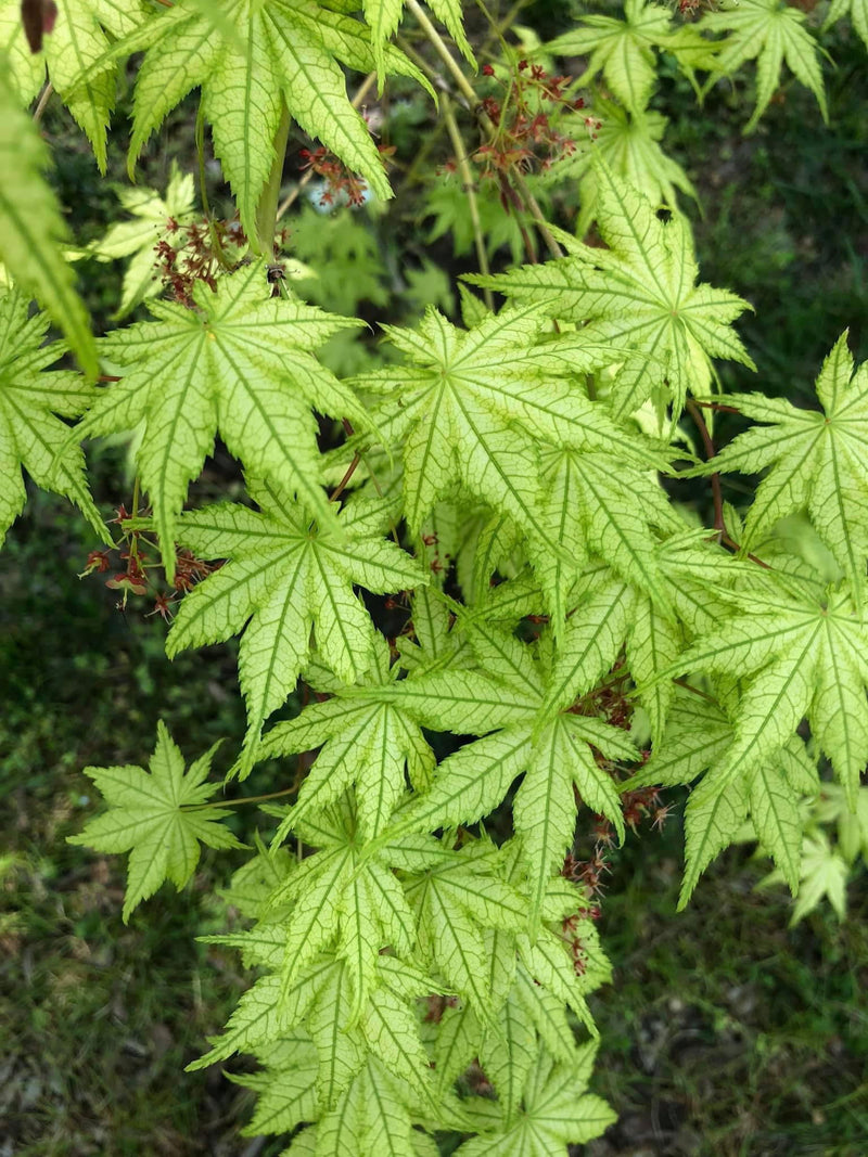 - Acer palmatum 'Reticulatum' Japanese Maple - Mr Maple │ Buy Japanese Maple Trees