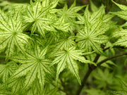 - Acer palmatum 'Reticulatum' Japanese Maple - Mr Maple │ Buy Japanese Maple Trees