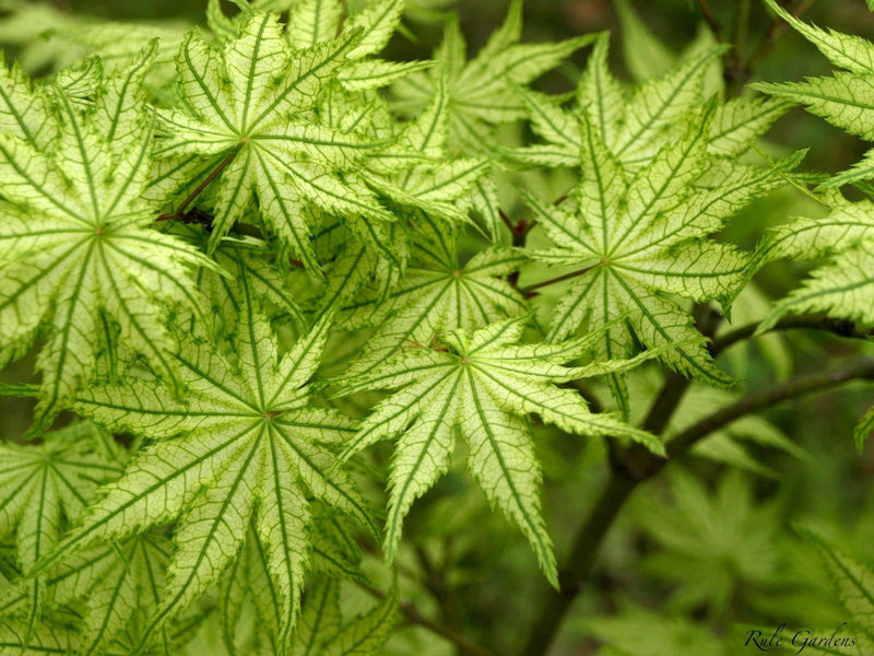 - Acer palmatum 'Reticulatum' Japanese Maple - Mr Maple │ Buy Japanese Maple Trees