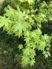 - Acer palmatum 'Reticulatum' Japanese Maple - Mr Maple │ Buy Japanese Maple Trees