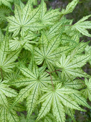 - Acer palmatum 'Reticulatum' Japanese Maple - Mr Maple │ Buy Japanese Maple Trees