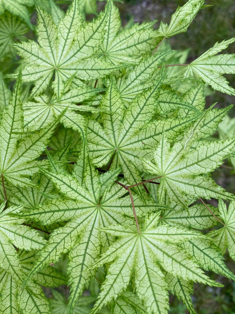 - Acer palmatum 'Reticulatum' Japanese Maple - Mr Maple │ Buy Japanese Maple Trees