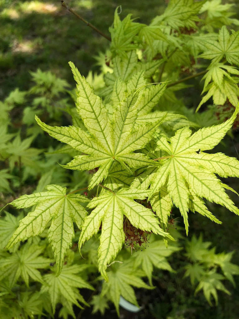 - Acer palmatum 'Reticulatum' Japanese Maple - Mr Maple │ Buy Japanese Maple Trees