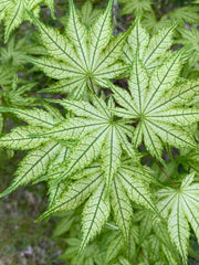 - Acer palmatum 'Reticulatum' Japanese Maple - Mr Maple │ Buy Japanese Maple Trees