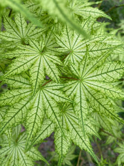 - Acer palmatum 'Reticulatum' Japanese Maple - Mr Maple │ Buy Japanese Maple Trees