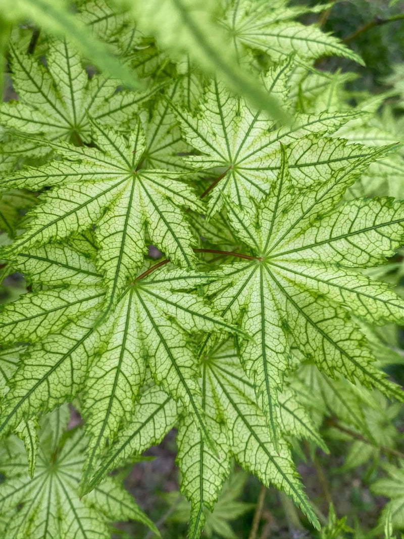 - Acer palmatum 'Reticulatum' Japanese Maple - Mr Maple │ Buy Japanese Maple Trees