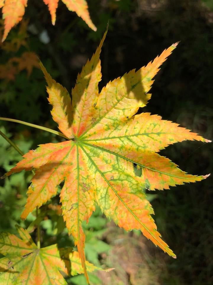 Buy Acer palmatum 'Shigitatsu sawa' Japanese Maple — Mr Maple