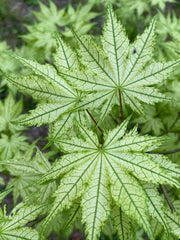 - Acer palmatum 'Reticulatum' Japanese Maple - Mr Maple │ Buy Japanese Maple Trees