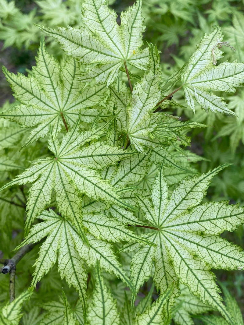 - Acer palmatum 'Reticulatum' Japanese Maple - Mr Maple │ Buy Japanese Maple Trees
