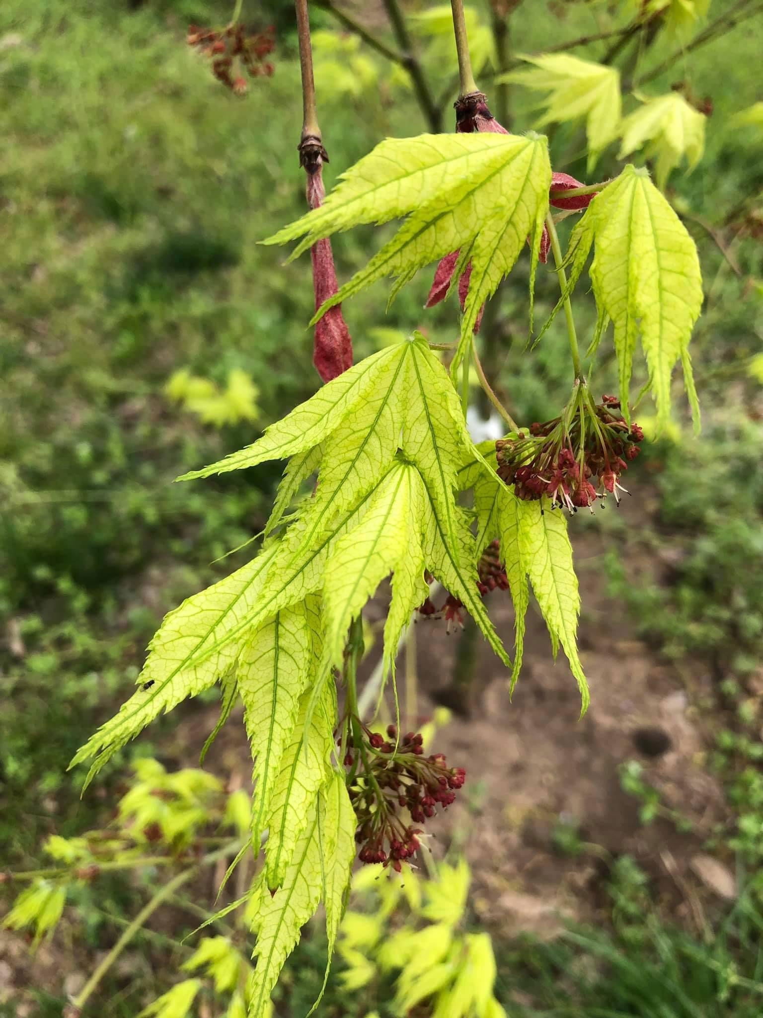 Buy Acer palmatum 'Shigitatsu sawa' Japanese Maple — Mr Maple