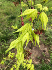 - Acer palmatum 'Reticulatum' Japanese Maple - Mr Maple │ Buy Japanese Maple Trees