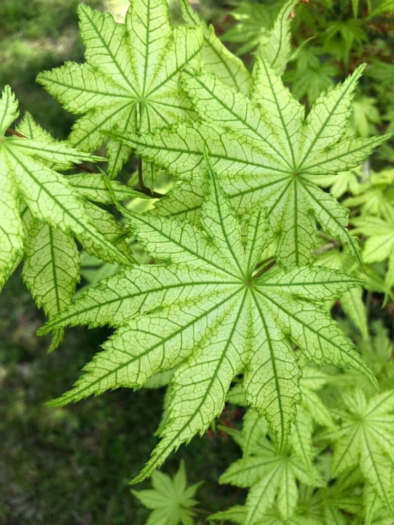- Acer palmatum 'Reticulatum' Japanese Maple - Mr Maple │ Buy Japanese Maple Trees