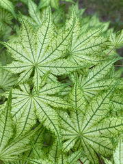 - Acer palmatum 'Reticulatum' Japanese Maple - Mr Maple │ Buy Japanese Maple Trees