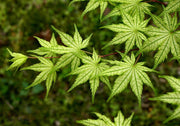 - Acer palmatum 'Reticulatum' Japanese Maple - Mr Maple │ Buy Japanese Maple Trees