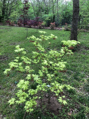 - Acer palmatum 'Reticulatum' Japanese Maple - Mr Maple │ Buy Japanese Maple Trees