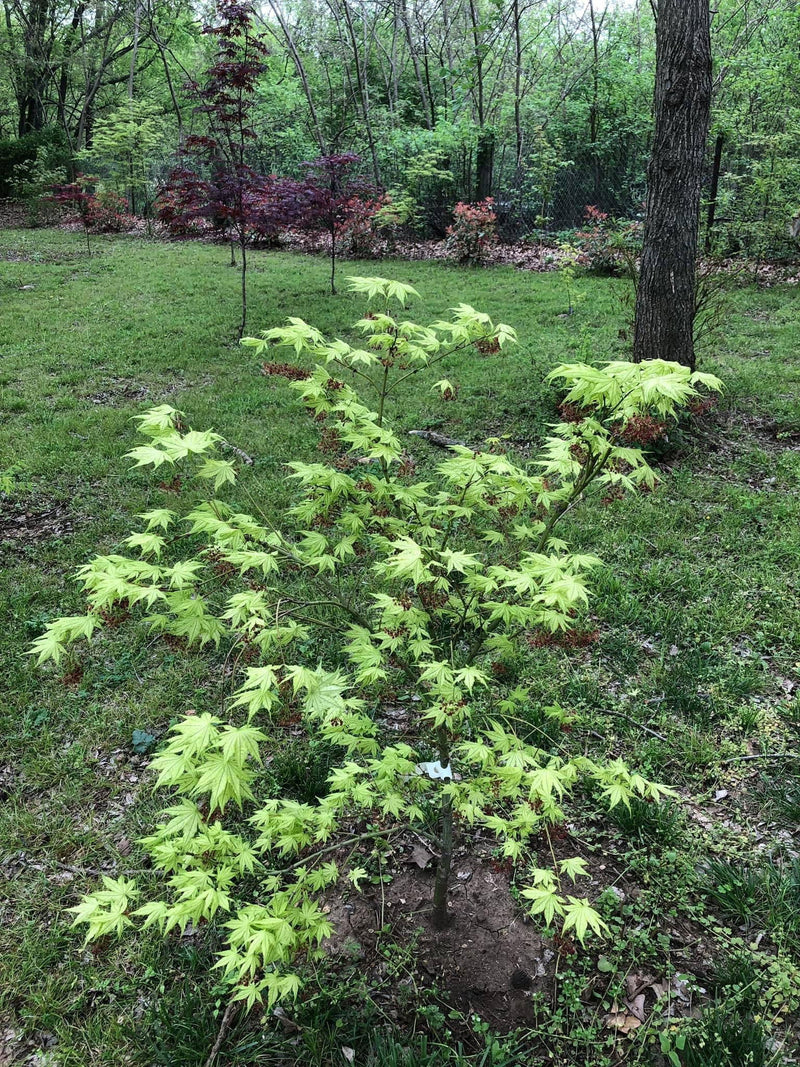 - Acer palmatum 'Reticulatum' Japanese Maple - Mr Maple │ Buy Japanese Maple Trees