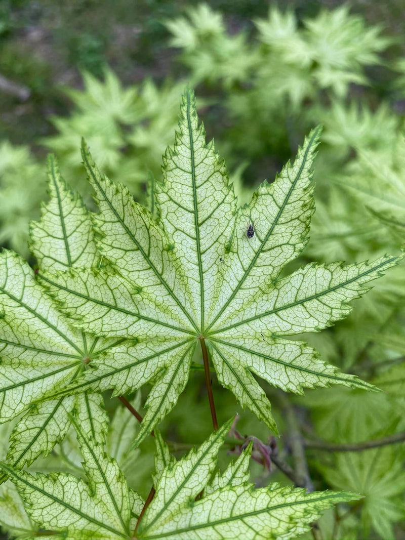 - Acer palmatum 'Reticulatum' Japanese Maple - Mr Maple │ Buy Japanese Maple Trees