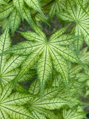 - Acer palmatum 'Reticulatum' Japanese Maple - Mr Maple │ Buy Japanese Maple Trees
